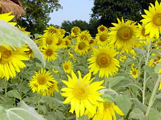 Sunflower fiels in Saraburi