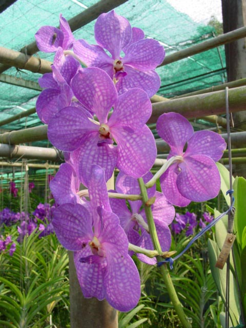 Orchids near Chiang Mai