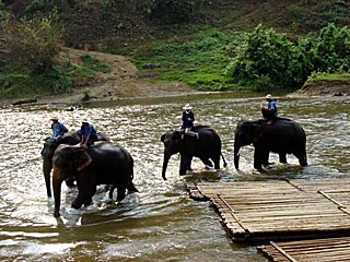 Near Chiangrai, Elephants Bathing